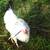 colorful rooster 2 thumbnail