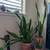 Variegated snake plant (Sansevieria/ Dracaena trifasciata Laurentii) 3 thumbnail