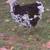 Mottled orpingtons chickens 2 thumbnail