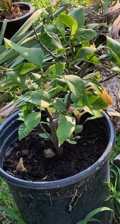 Grafted Eureka Lemon Rooted Live Citrus Plant 1