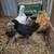 Silkies and bantam chicks 3 thumbnail
