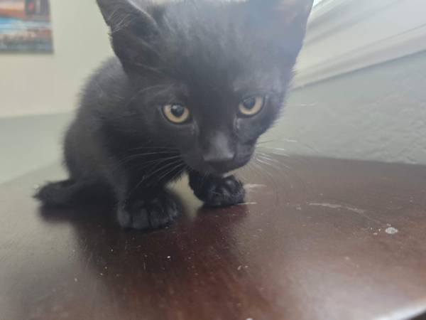 Kittens to be re-homed (Arvada)63921243122819121