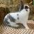 Dwarf papillon rabbit 1 thumbnail