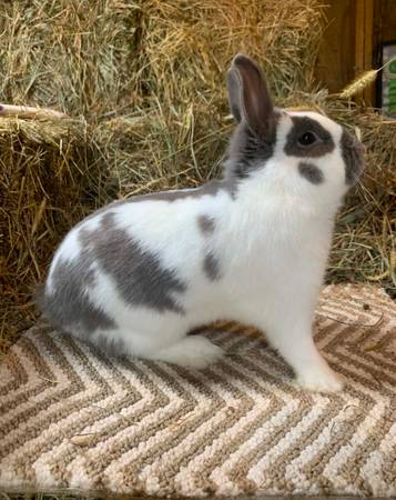 Dwarf papillon rabbit 1