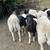 Dorper Sheep 21 thumbnail