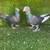Pakistani pigeons 22 thumbnail