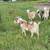 Boer cross buck 1 thumbnail