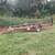1952--approx --8N ford tractor 5 thumbnail