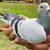 Long distance homing pigeons 8 thumbnail