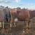 Jerseys currently milking 6 thumbnail