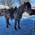 Horse training and saddle starting 6 thumbnail