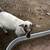 Dorper lamb 1 thumbnail