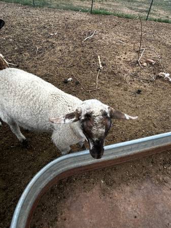 Dorper lamb 1
