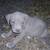 Pitbull xl rednose fawn puppies 4 thumbnail