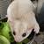 Sugargliders available 4 thumbnail