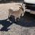 Goats wether 3 thumbnail