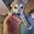LGD puppies 5 thumbnail