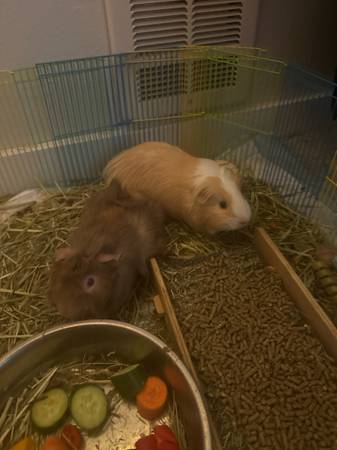 Bonded male gunipigs (Everett)63870900779649120
