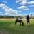 Downsizing 7 Little Mini Herd Mini Donkeys 🐎 Horses 8 thumbnail