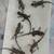 Rehoming 4 Bearded Dragons 6 thumbnail