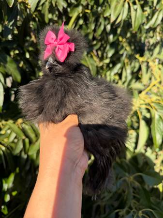 Crested bearded Silkie pullet (young chicken) 1