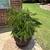 CURRY LEAF PLANT 1 thumbnail