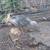 Turkey chicks 3 thumbnail