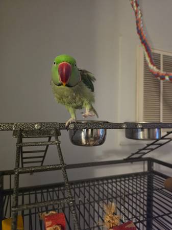 Loro Alexander