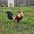 Game roosters 8 thumbnail