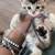 kittens 2 thumbnail
