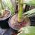Peach Creek King Palms ///// ARCHONTOPHOENIX tuckeri 14 thumbnail