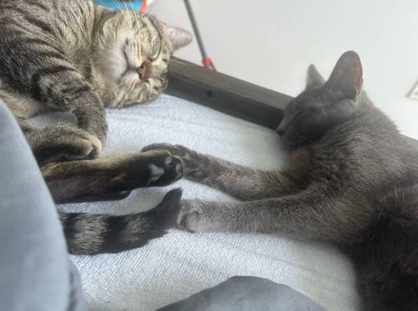Rehoming Kittens & Adult Female Cat (Brooklyn)63875423554563121