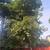 🌳🌳🌳Expert Tree cutting Tree Trimming Tree Pruning Tree Removal 22 thumbnail