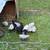 Chicken chicks 2 thumbnail