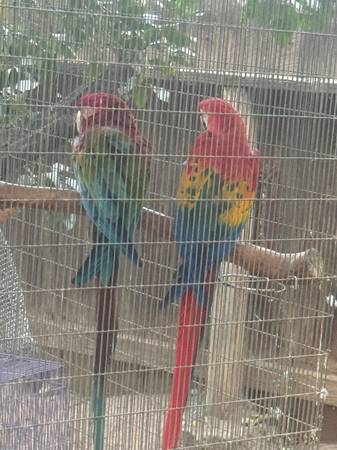 Macaw 1