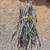 Ocotillo 2 thumbnail