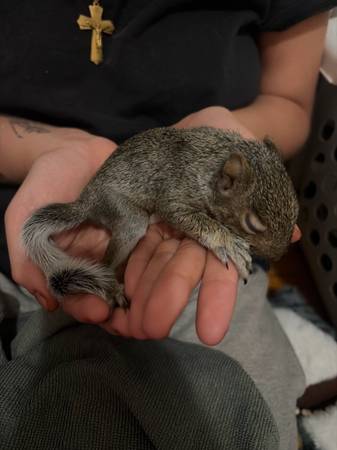 Encontré una ardilla bebé (Chicago)