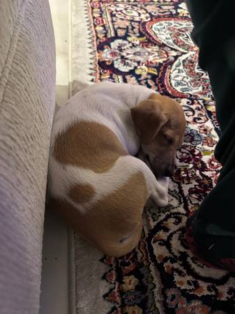 Jack hussel 9 week old 1