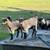 Nigerian Dwarf goats 12 thumbnail
