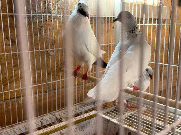 Pigeon pigeons $5 1