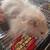 Free Free long haired Syrian hamsters 4 thumbnail