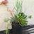 Succulent arrangements 4 thumbnail