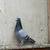 Racing pigeons 1 thumbnail