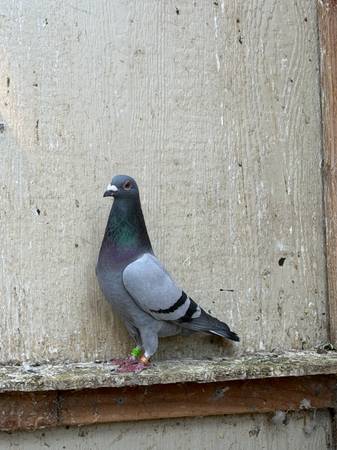 Racing pigeons 1