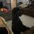Miniature Poodle Mix 2 thumbnail