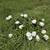 Flowers 1 thumbnail