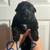 German Shepherd Puppies 3 thumbnail