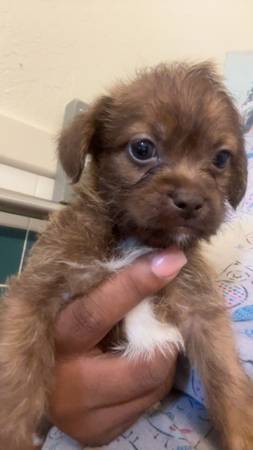 Cachorra mezcla de Shihtzu (Berkeley)63850566890369120