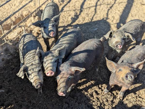 Mangalitsa piglets 1