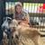 Nubian kid wethers 11 thumbnail
